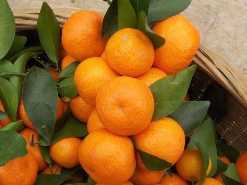 怒江傈僳族自治州食用農產品優秀企業推薦 綠水青山間的生態饋贈